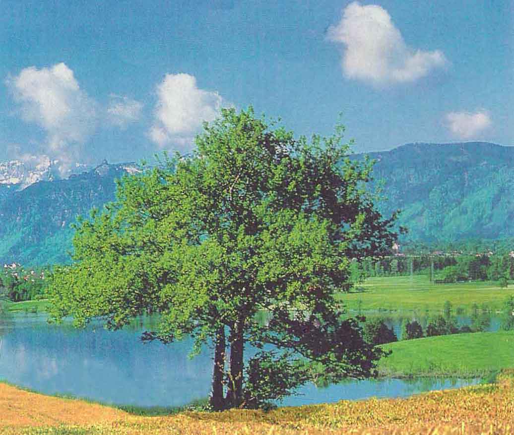 Willkommen